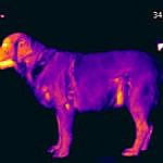Thermografie-eines-Hundes-f0a73677