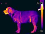 Thermografie-eines-Hundes-f0a73677